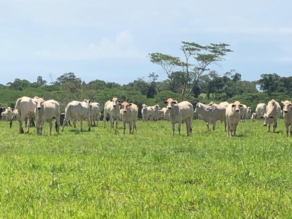 PRODUTORES RURAIS: ATUALIZAÇÃO DE REBANHO JÁ PODE SER FEITA