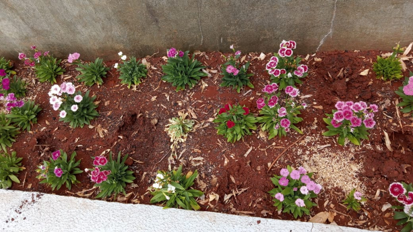 Flores arrancadas dos vasos 
