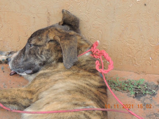  Crime de maus tratos- Cachorro é encontrado enforcado no Bairro Ipiranga no dia 16/11/2021