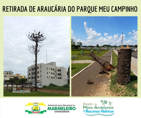 CORTE DE ARAUCÁRIA COM RISCO DE QUEDA NO PARQUE MEU CAMPINHO