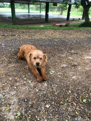 Casos de Abandono de Animais na Comunidade Bom Jesus