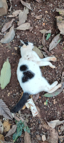 Envenenamento de Animais no Município